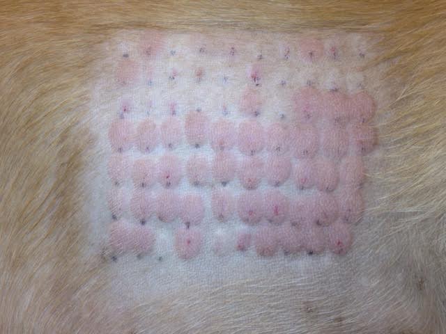 Dog Allergy Testing At Home